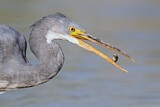 Image. Western Reef Heron
