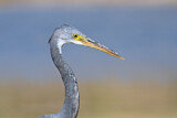 Image. Western Reef Heron