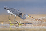Image. Western Reef Heron