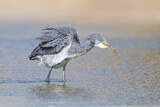 Image. Western Reef Heron