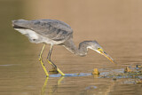 Image. Western Reef Heron