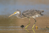 Image. Western Reef Heron