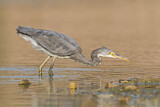 Image. Western Reef Heron