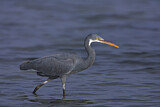 Image. Western Reef Heron