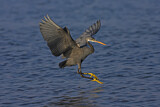 Image. Western Reef Heron