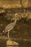 Image. Western Reef Heron