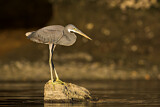 Image. Western Reef Heron