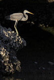 Image. Western Reef Heron