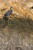 Image. Western Reef Heron