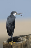 Image. Western Reef Heron