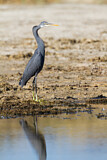Image. Western Reef Heron