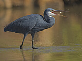 Image. Western Reef Heron
