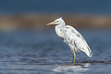 Image. Western Reef Heron