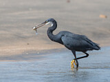 Image. Western Reef Heron