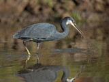 Image. Western Reef Heron