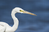 Image. Western Reef Heron