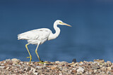 Image. Western Reef Heron