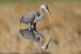 Image. Western Reef Heron