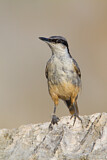 Image. Western Rock Nuthatch