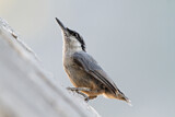 Image. Western Rock Nuthatch