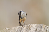Image. Western Rock Nuthatch