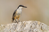 Image. Western Rock Nuthatch