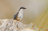 Image. Western Rock Nuthatch
