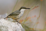 Image. Western Rock Nuthatch