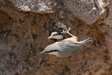 Image. Western Rock Nuthatch