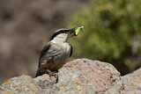 Image. Western Rock Nuthatch