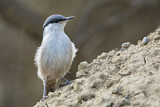 Image. Western Rock Nuthatch