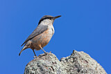 Image. Western Rock Nuthatch