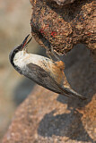 Image. Western Rock Nuthatch