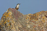 Image. Western Rock Nuthatch