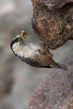 Image. Western Rock Nuthatch
