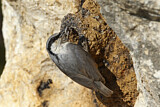 Image. Western Rock Nuthatch