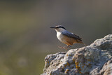 Image. Western Rock Nuthatch