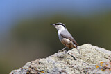 Image. Western Rock Nuthatch