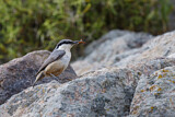 Image. Western Rock Nuthatch