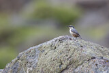 Image. Western Rock Nuthatch