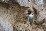 Image. Western Rock Nuthatch