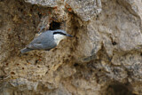 Image. Western Rock Nuthatch