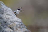 Image. Western Rock Nuthatch