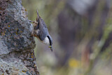 Image. Western Rock Nuthatch