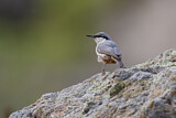 Image. Western Rock Nuthatch