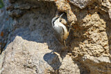 Image. Western Rock Nuthatch