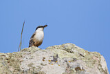 Image. Western Rock Nuthatch