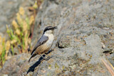 Image. Western Rock Nuthatch