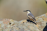 Image. Western Rock Nuthatch