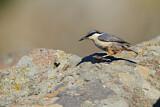 Image. Western Rock Nuthatch